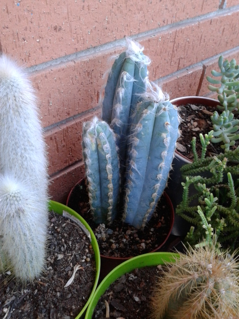 [Foto de planta, jardin, jardineria]