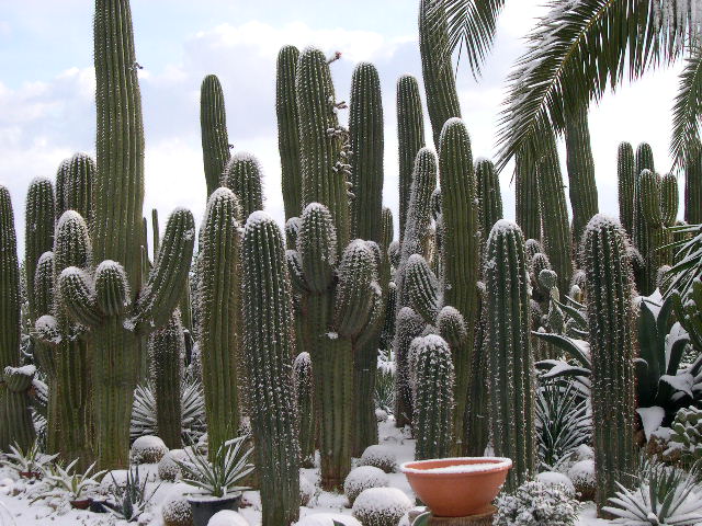 [Foto de planta, jardin, jardineria]