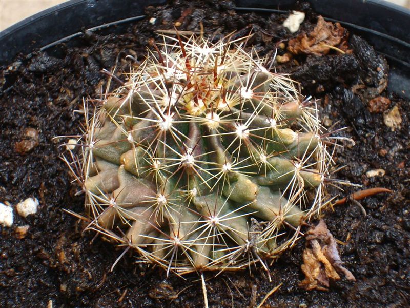 [Foto de planta, jardin, jardineria]