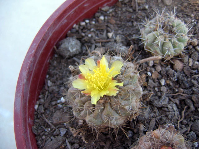 [Foto de planta, jardin, jardineria]