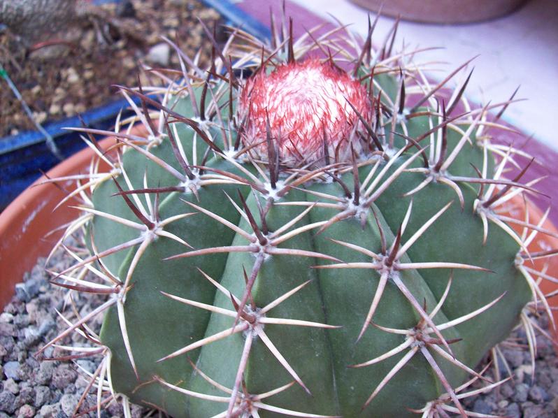 [Foto de planta, jardin, jardineria]