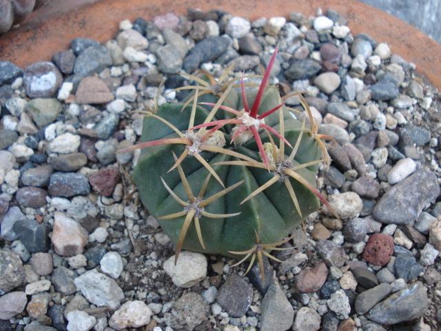 [Foto de planta, jardin, jardineria]