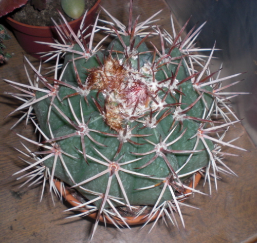 [Foto de planta, jardin, jardineria]