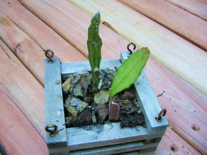 [Foto de planta, jardin, jardineria]