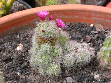 [Foto de planta, jardin, jardineria]