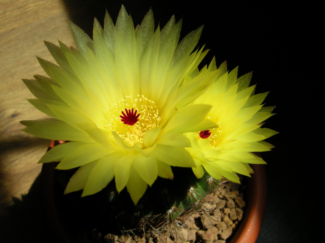 [Foto de planta, jardin, jardineria]