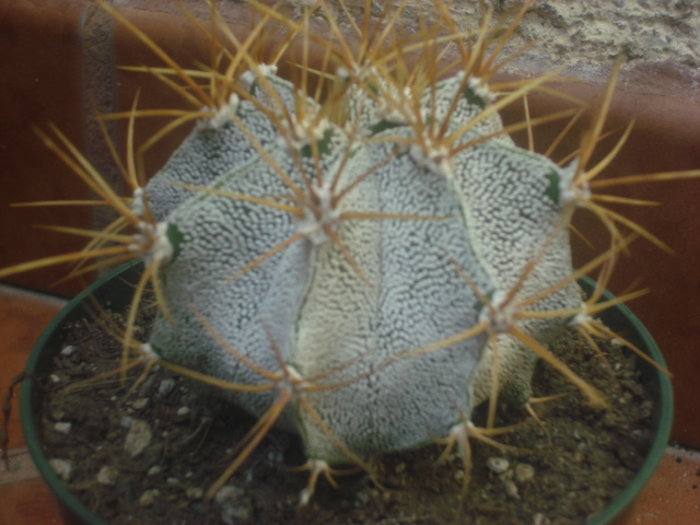 [Foto de planta, jardin, jardineria]