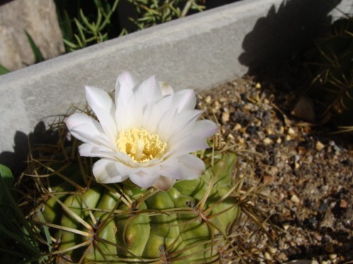 [Foto de planta, jardin, jardineria]