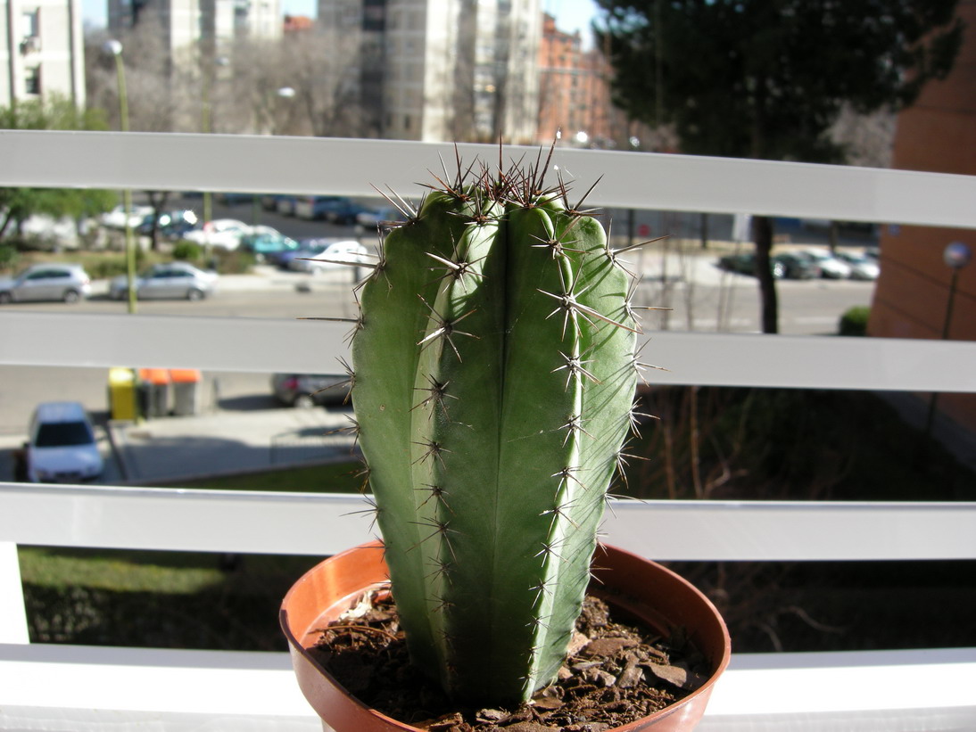 [Foto de planta, jardin, jardineria]