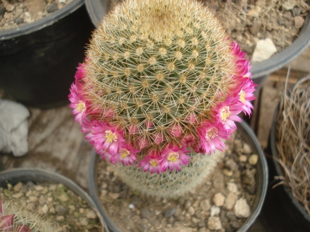 [Foto de planta, jardin, jardineria]