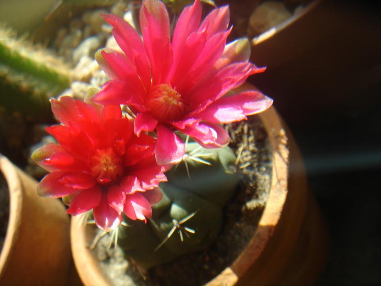 [Foto de planta, jardin, jardineria]