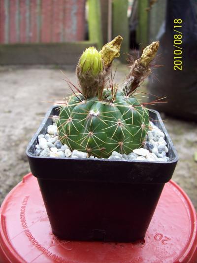 [Foto de planta, jardin, jardineria]