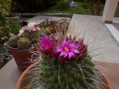 [Foto de planta, jardin, jardineria]