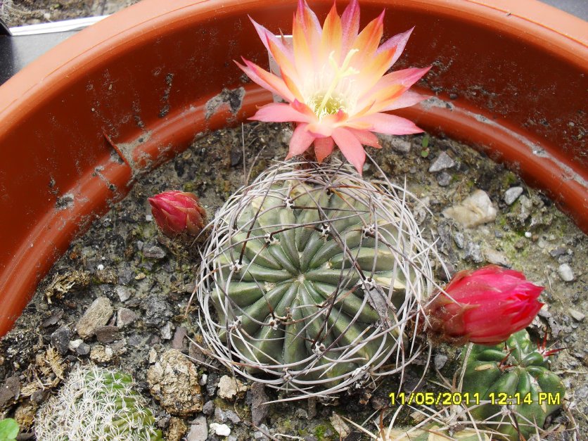 [Foto de planta, jardin, jardineria]