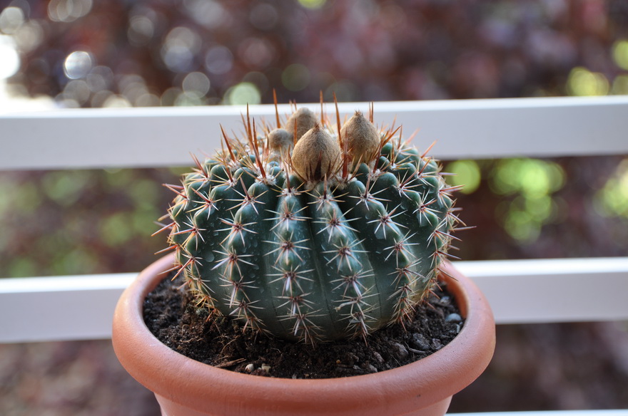 [Foto de planta, jardin, jardineria]