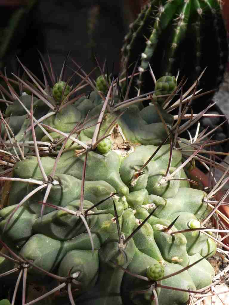 [Foto de planta, jardin, jardineria]