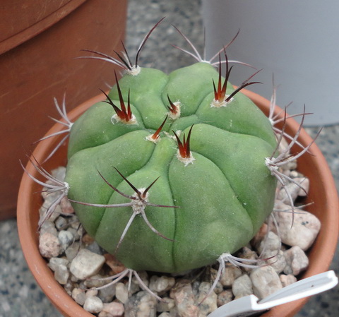 [Foto de planta, jardin, jardineria]