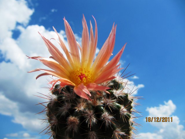 [Foto de planta, jardin, jardineria]