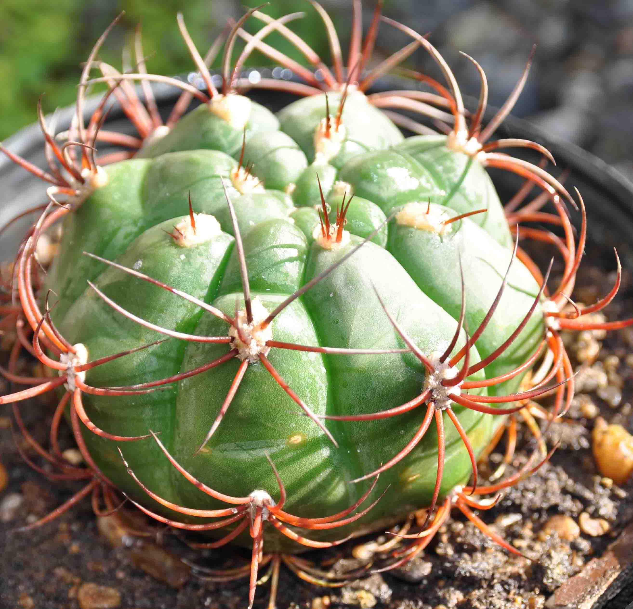 [Foto de planta, jardin, jardineria]