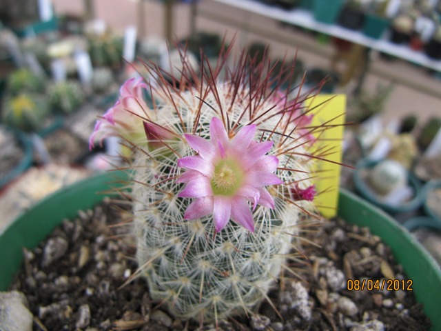 [Foto de planta, jardin, jardineria]