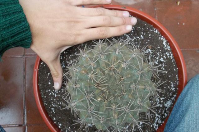 [Foto de planta, jardin, jardineria]