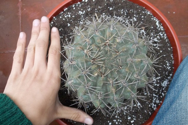 [Foto de planta, jardin, jardineria]