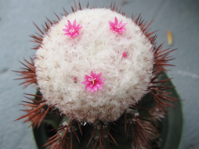 [Foto de planta, jardin, jardineria]