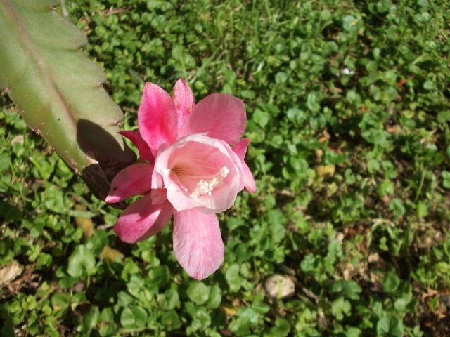 [Foto de planta, jardin, jardineria]