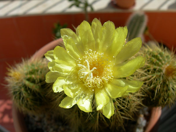 [Foto de planta, jardin, jardineria]