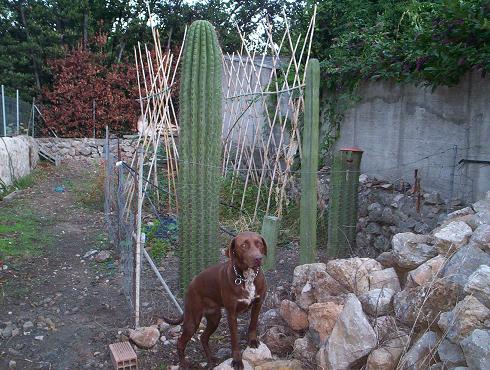 [Foto de planta, jardin, jardineria]