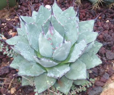 [Foto de planta, jardin, jardineria]