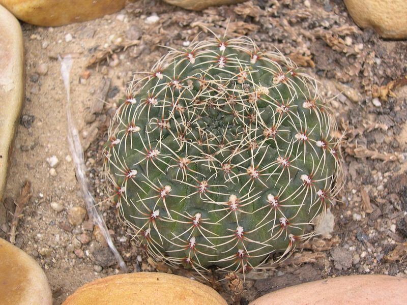 [Foto de planta, jardin, jardineria]