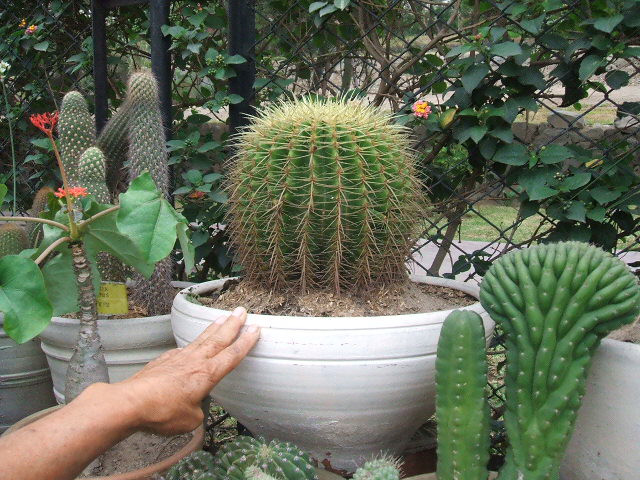 [Foto de planta, jardin, jardineria]