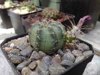 [Foto de planta, jardin, jardineria]