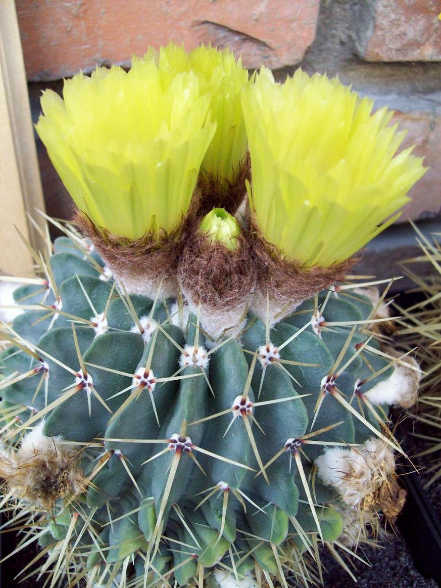 [Foto de planta, jardin, jardineria]