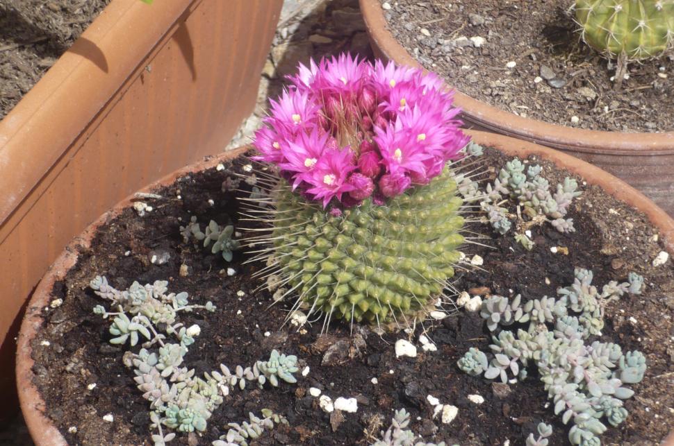 [Foto de planta, jardin, jardineria]