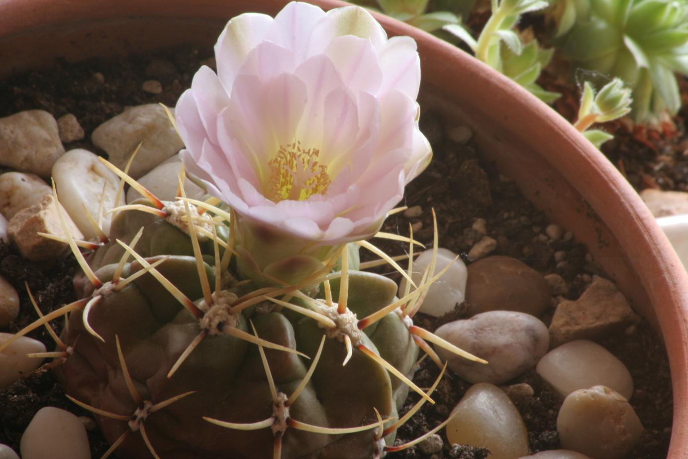 [Foto de planta, jardin, jardineria]