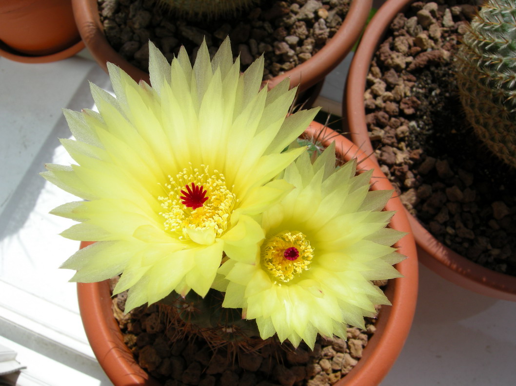 [Foto de planta, jardin, jardineria]