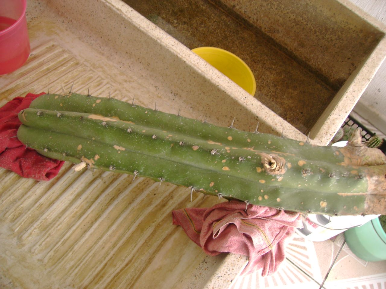 [Foto de planta, jardin, jardineria]