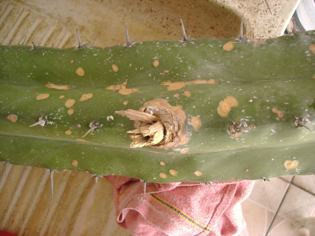 [Foto de planta, jardin, jardineria]