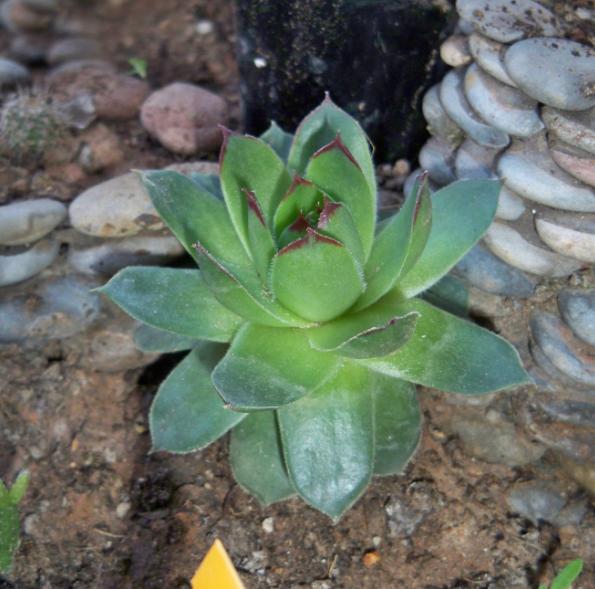 [Foto de planta, jardin, jardineria]