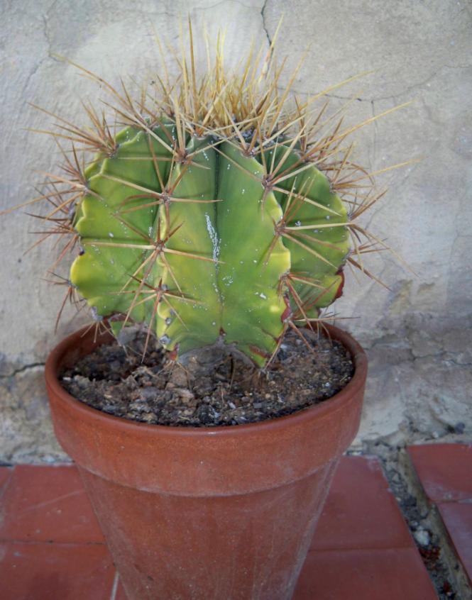 [Foto de planta, jardin, jardineria]