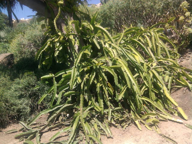 [Foto de planta, jardin, jardineria]