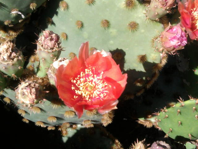 [Foto de planta, jardin, jardineria]