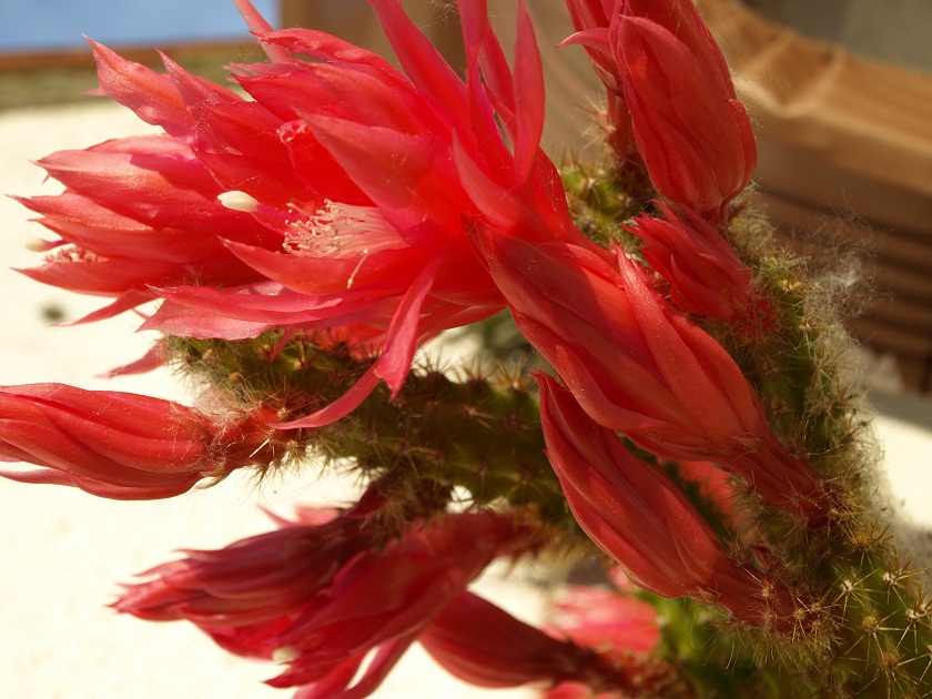 [Foto de planta, jardin, jardineria]