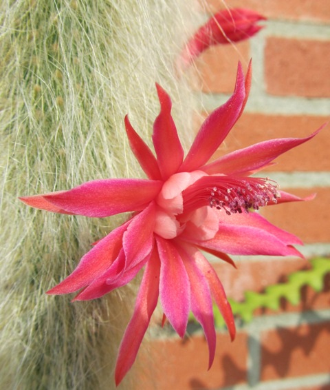 [Foto de planta, jardin, jardineria]