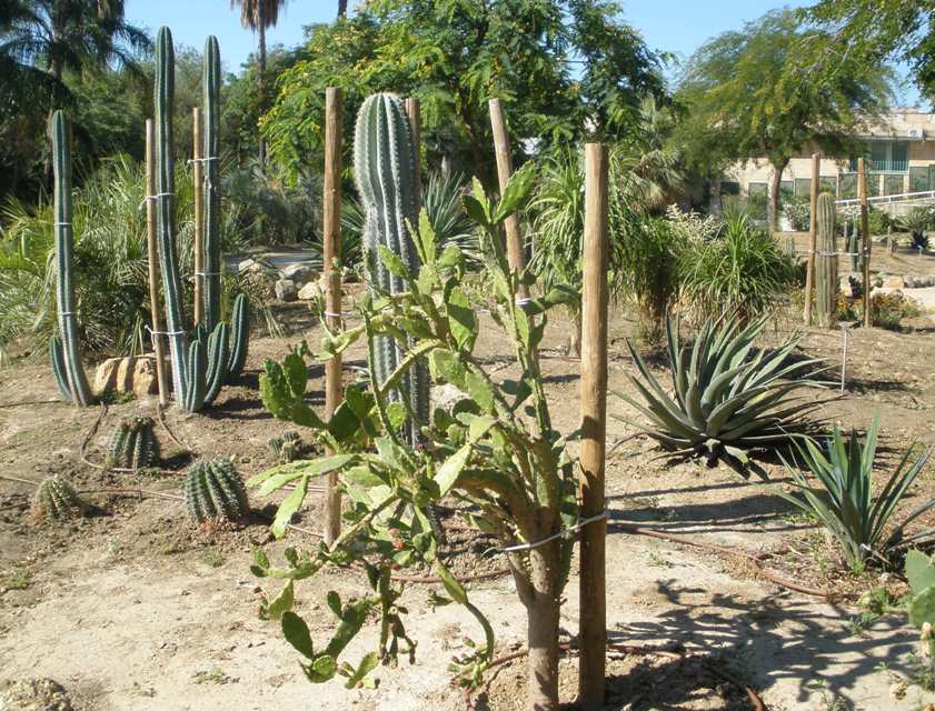 [Foto de planta, jardin, jardineria]