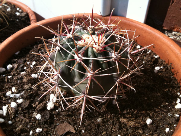 [Foto de planta, jardin, jardineria]