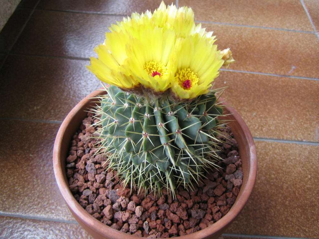 [Foto de planta, jardin, jardineria]