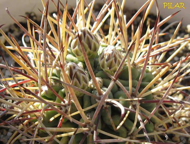 [Foto de planta, jardin, jardineria]